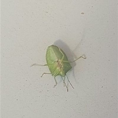 Cuspicona simplex (Green potato bug) at Kambah, ACT - 5 Oct 2025 by GirtsO