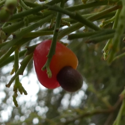 Exocarpos cupressiformis (Cherry Ballart) at Ballyroe, NSW - 15 Nov 2017 by TwoRivers