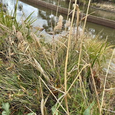 Phragmites australis (Common Reed) at Lyneham, ACT - 6 Oct 2025 by Hejor1