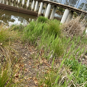Typha sp. at Lyneham, ACT - Today by Hejor1