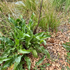 Rumex sp. at Lyneham, ACT - 6 Oct 2025 by Hejor1