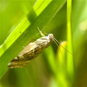 Hellula hydralis (Cabbage Centre Moth) at Lyneham, ACT - Yesterday by Hejor1