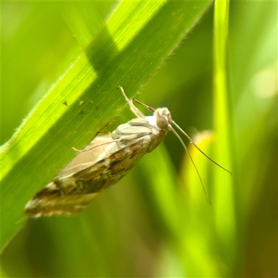 Hellula hydralis (Cabbage Centre Moth) at Lyneham, ACT - 6 Oct 2025 by Hejor1