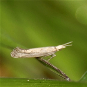 Plutella (genus) (Plutella Moths) at Lyneham, ACT - 6 Oct 2025 by Hejor1