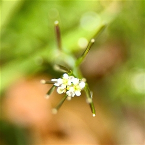 Cardamine sp. at Lyneham, ACT - 6 Oct 2025 by Hejor1