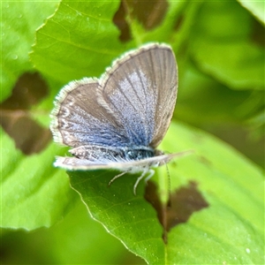Zizina otis (Common Grass-Blue) at Lyneham, ACT - 6 Oct 2025 by Hejor1