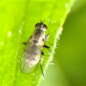 Muscidae (family) (Unidentified muscid fly) at Lyneham, ACT - 6 Oct 2025 by Hejor1