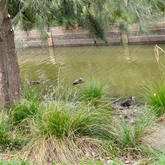 Anas superciliosa (Pacific Black Duck) at Lyneham, ACT - 6 Oct 2025 by Hejor1