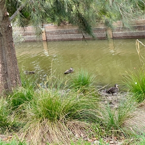 Anas superciliosa (Pacific Black Duck) at Lyneham, ACT - 6 Oct 2025 by Hejor1