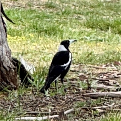 Gymnorhina tibicen (Australian Magpie) at Lyneham, ACT - 6 Oct 2025 by Hejor1