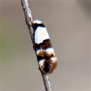 Euphiltra eroticella (A Concealer moth (Wingia group)) at Lyneham, ACT - 6 Oct 2025 by Hejor1