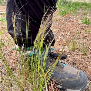 Austrostipa scabra (Corkscrew Grass, Slender Speargrass) at Lyneham, ACT - 6 Oct 2025 by Hejor1
