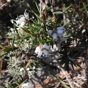 Epacris (genus) at Bonner, ACT - 4 Oct 2025 by DavidDedenczuk