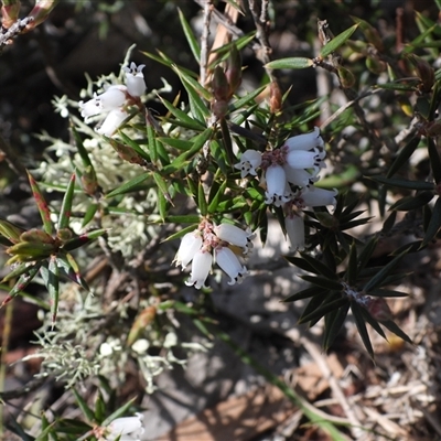 Epacris (genus) at Bonner, ACT - 4 Oct 2025 by DavidDedenczuk