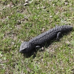 Tiliqua rugosa aspera (Eastern Shingleback) at Bonner, ACT - 4 Oct 2025 by DavidDedenczuk