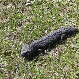 Tiliqua rugosa aspera (Eastern Shingleback) at Bonner, ACT - 4 Oct 2025 by DavidDedenczuk