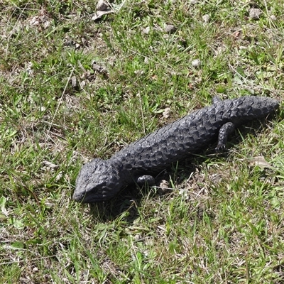 Tiliqua rugosa aspera (Eastern Shingleback) at Bonner, ACT - 4 Oct 2025 by DavidDedenczuk
