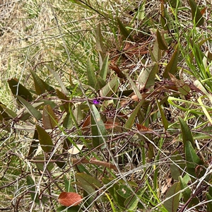 Hardenbergia violacea (False Sarsaparilla) at Lyneham, ACT - 6 Oct 2025 by Hejor1