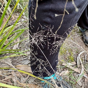 Eragrostis curvula (African Lovegrass) at Lyneham, ACT - 6 Oct 2025 by Hejor1