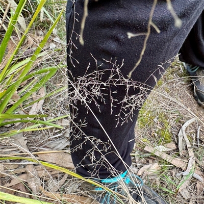 Eragrostis curvula (African Lovegrass) at Lyneham, ACT - 6 Oct 2025 by Hejor1