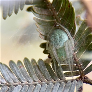 Araneidae (family) at Lyneham, ACT - Yesterday by Hejor1