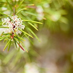 Hakea microcarpa at Lyneham, ACT - 6 Oct 2025 by Hejor1