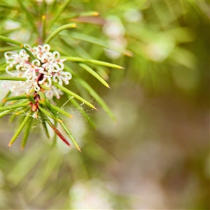 Hakea microcarpa at Lyneham, ACT - 6 Oct 2025 by Hejor1