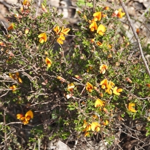 Pultenaea microphylla (Egg and Bacon Pea) at Forde, ACT - 4 Oct 2025 by DavidDedenczuk