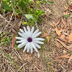 Dimorphotheca ecklonis (South African Daisy) at Lyneham, ACT - 6 Oct 2025 by Hejor1