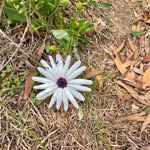 Dimorphotheca ecklonis (South African Daisy) at Lyneham, ACT - 6 Oct 2025 by Hejor1