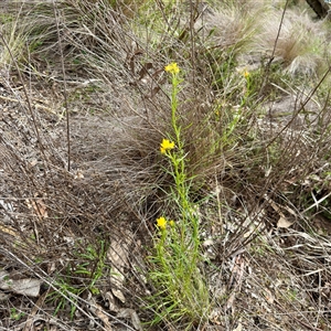 Xerochrysum viscosum (Sticky Everlasting) at Lyneham, ACT - 6 Oct 2025 by Hejor1
