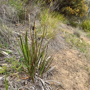 Dianella (genus) (Flax Lily) at Lyneham, ACT - 6 Oct 2025 by Hejor1