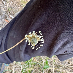 Plantago lanceolata (Ribwort Plantain, Lamb's Tongues) at Lyneham, ACT - 6 Oct 2025 by Hejor1