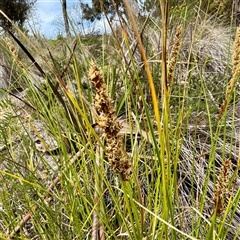 Carex appressa (Tall Sedge) at Lyneham, ACT - 6 Oct 2025 by Hejor1