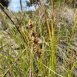 Carex appressa at Lyneham, ACT - Today by Hejor1