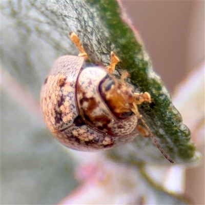 Paropsisterna m-fuscum (Eucalyptus Leaf Beetle) at Lyneham, ACT - 6 Oct 2025 by Hejor1