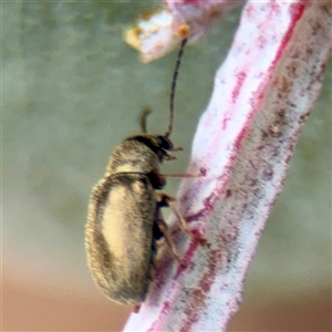 Eumolpinae (subfamily) at Lyneham, ACT - Today by Hejor1