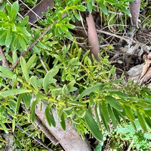 Myoporum parvifolium at Lyneham, ACT - Today by Hejor1