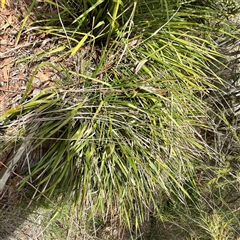 Lomandra longifolia (Spiny-headed Mat-rush, Honey Reed) at Lyneham, ACT - 6 Oct 2025 by Hejor1