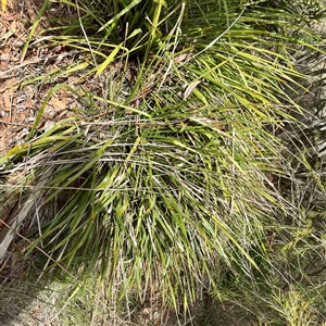 Lomandra (genus) at Lyneham, ACT - Today by Hejor1