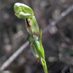 Bunochilus montanus (ACT) = Pterostylis jonesii (NSW) at Paddys River, ACT - Yesterday by Rebeccajgee