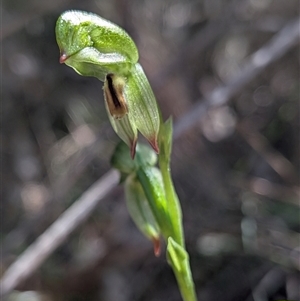 Bunochilus montanus (ACT) = Pterostylis jonesii (NSW) at Paddys River, ACT - Today by Rebeccajgee