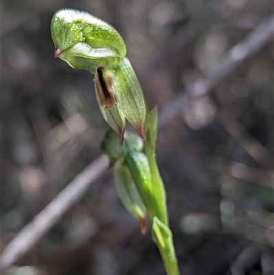 Bunochilus montanus (ACT) = Pterostylis jonesii (NSW) at Paddys River, ACT - Yesterday by Rebeccajgee