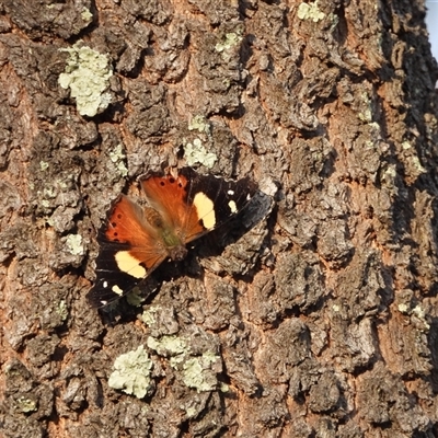 Vanessa itea (Yellow Admiral) at Red Hill, ACT - 4 Oct 2025 by DavidDedenczuk
