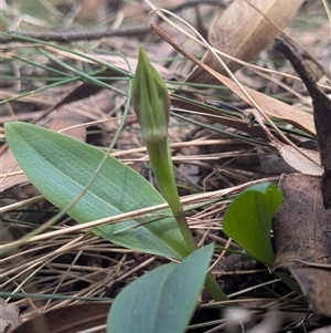 Chiloglottis valida at Paddys River, ACT - Today by Rebeccajgee