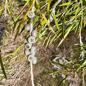 Melaleuca (genus) at Lyneham, ACT - Today by Hejor1