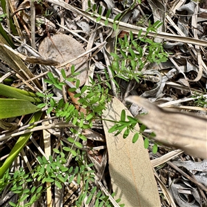 Vicia sp. at Lyneham, ACT - Today by Hejor1