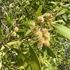 Acacia (genus) at Lyneham, ACT - Today by Hejor1