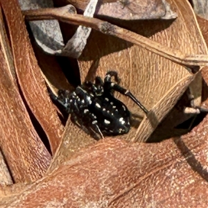Nyssus albopunctatus at Lyneham, ACT - Today by Hejor1