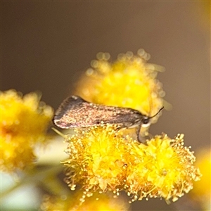 Gelechioidea (superfamily) at Lyneham, ACT - Today by Hejor1